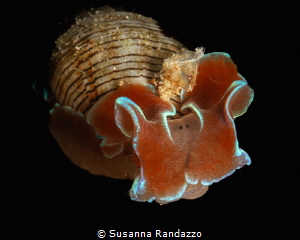 Hydatina Physis nudibranch_Fujairah_May 2026
(Canon EF 1... by Susanna Randazzo 